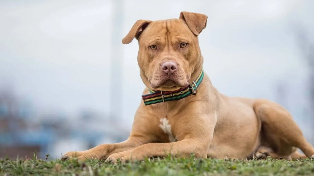 Violencia y maltrato: dos hermanos imputados en El&nbsp;Bolsón