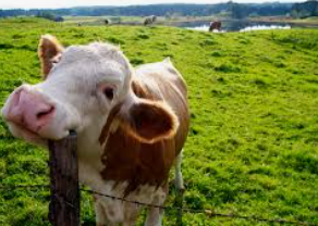 Descubren denuncia falsa de robo para tapar contrabando de&nbsp;vacas