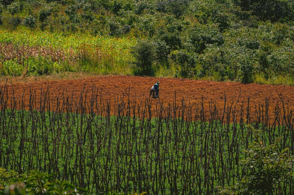 Syngenta comercializa «Authence», herbicida basado en molécula nueva contra&nbsp;malezas
