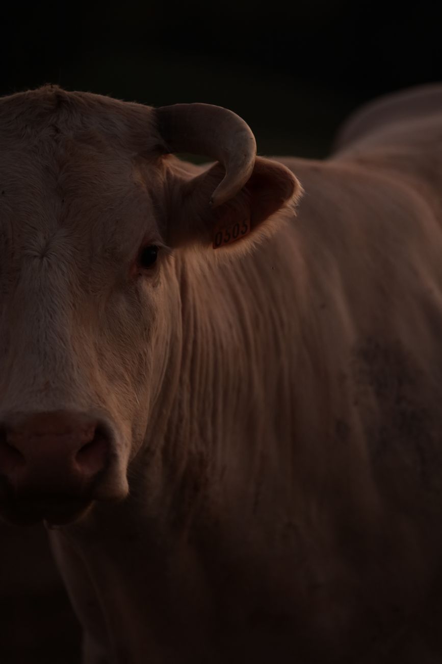 Cinco siglos de supervivencia: el bovino criollo busca lugar en la&nbsp;producción
