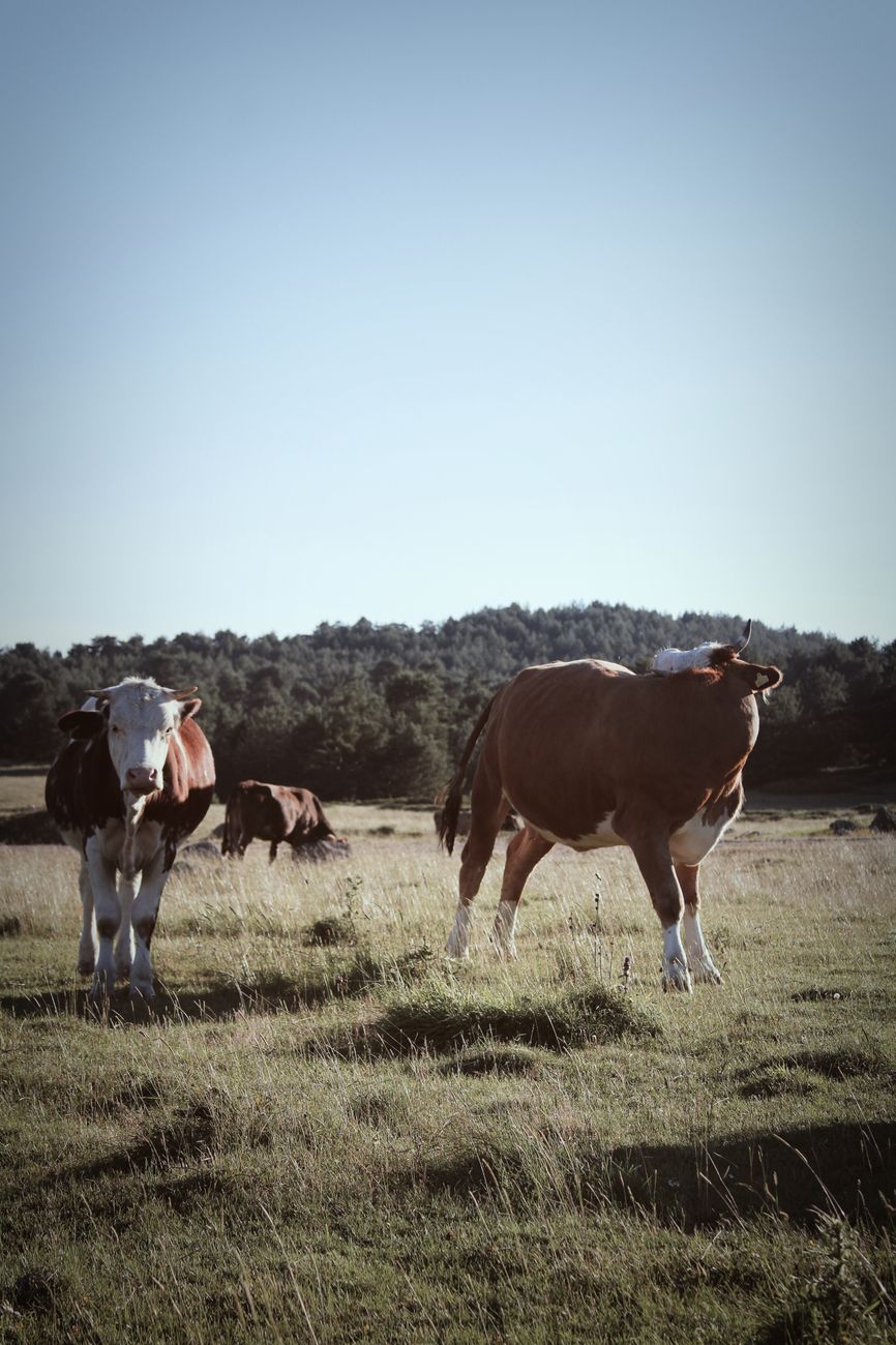 Nueva línea de créditos para el agro correntino con plazos&nbsp;extendidos