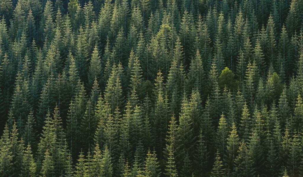 Forestales apuestan a crecer pero enfrentan demanda floja y costos&nbsp;altos